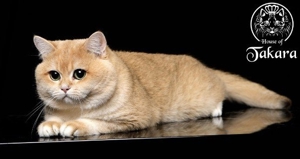 BKH-Deckkater Britisch Kurzhaar Stammbaum Cat Maniac Bild 8