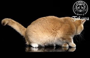 BKH-Deckkater Britisch Kurzhaar Stammbaum Cat Maniac Bild 5