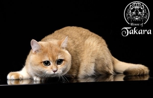BKH-Deckkater Britisch Kurzhaar Stammbaum Cat Maniac Bild 7
