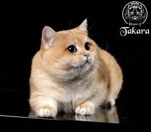 BKH-Deckkater Britisch Kurzhaar Stammbaum Cat Maniac Bild 3