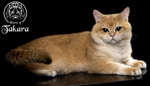 BKH-Deckkater Britisch Kurzhaar Stammbaum Cat Maniac Bild 11
