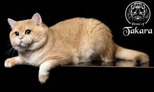 BKH-Deckkater Britisch Kurzhaar Stammbaum Cat Maniac Bild 6