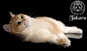 BKH-Deckkater Britisch Kurzhaar Stammbaum Cat Maniac Bild 10