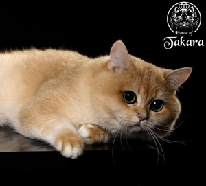 BKH-Deckkater Britisch Kurzhaar Stammbaum Cat Maniac Bild 4
