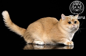 BKH-Deckkater Britisch Kurzhaar Stammbaum Cat Maniac Bild 2