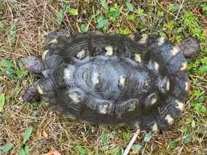 Zuchtgruppe 1.2 griechische Landschildkröten, Breitrandschildkröten - Testudo marginata, Bild 11