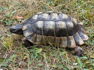 Zuchtgruppe 1.2 griechische Landschildkröten, Breitrandschildkröten - Testudo marginata, Bild 7