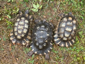 Zuchtgruppe 1.2 griechische Landschildkröten, Breitrandschildkröten - Testudo marginata, Bild 15