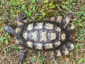 Zuchtgruppe 1.2 griechische Landschildkröten, Breitrandschildkröten - Testudo marginata, Bild 9