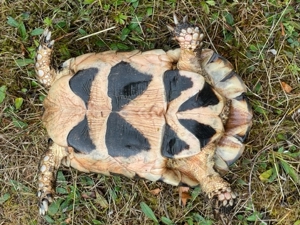 Zuchtgruppe 1.2 griechische Landschildkröten, Breitrandschildkröten - Testudo marginata, Bild 12