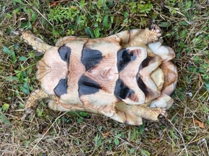 Zuchtgruppe 1.2 griechische Landschildkröten, Breitrandschildkröten - Testudo marginata, Bild 8
