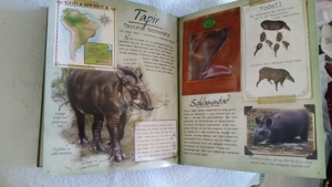 Neuwertiges Buch: Abenteuer Regenwald Bild 3