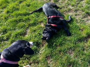 Verlässlicher Dogwalker gesucht? Willkommen beim Hunde-Kiez mobil! Bild 2