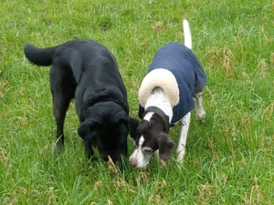 Verlässlicher Dogwalker gesucht? Willkommen beim Hunde-Kiez mobil! Bild 14