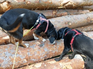 Verlässlicher Dogwalker gesucht? Willkommen beim Hunde-Kiez mobil! Bild 10