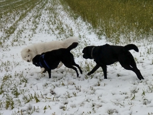 Verlässlicher Dogwalker gesucht? Willkommen beim Hunde-Kiez mobil! Bild 8