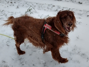 Verlässlicher Dogwalker gesucht? Willkommen beim Hunde-Kiez mobil! Bild 18