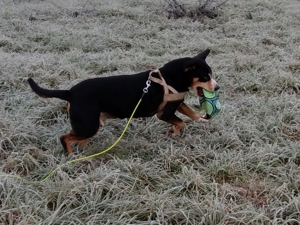 Verlässlicher Dogwalker gesucht? Willkommen beim Hunde-Kiez mobil! Bild 7