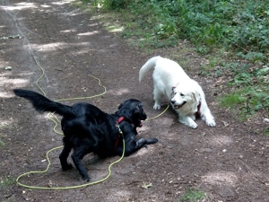 Verlässlicher Dogwalker gesucht? Willkommen beim Hunde-Kiez mobil! Bild 17