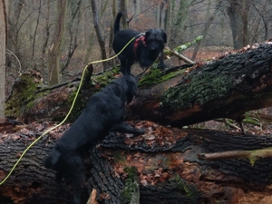 Verlässlicher Dogwalker gesucht? Willkommen beim Hunde-Kiez mobil! Bild 5