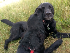 Verlässlicher Dogwalker gesucht? Willkommen beim Hunde-Kiez mobil! Bild 12