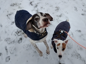 Verlässlicher Dogwalker gesucht? Willkommen beim Hunde-Kiez mobil! Bild 9