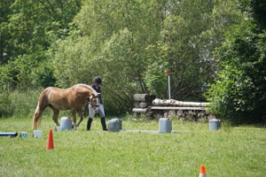 Reitunterricht wie mit einem eigenen Pferd auf Reitbeteiligungsbasis für Anfänger und Fortgeschritte Bild 5