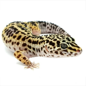 Schöne Leopardgeckos verschiedene Morphen abzugeben Bild 2