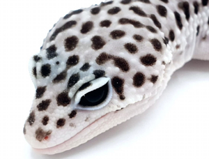 Schöne Leopardgeckos verschiedene Morphen abzugeben Bild 11