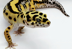 Schöne Leopardgeckos verschiedene Morphen abzugeben Bild 5
