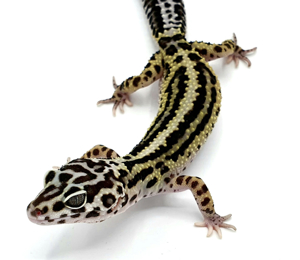 Schöne Leopardgeckos verschiedene Morphen abzugeben Bild 12