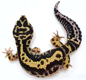 Schöne Leopardgeckos verschiedene Morphen abzugeben Bild 10