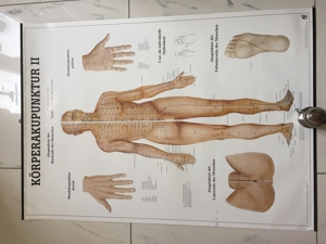Medizinische Poster 3 Stück : Muskelaufbau Bild 2