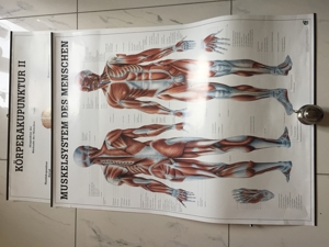 Medizinische Poster 3 Stück : Muskelaufbau Bild 4
