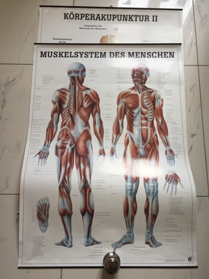Medizinische Poster 3 Stück : Muskelaufbau Bild 1