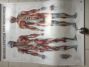 Medizinische Poster 3 Stück : Muskelaufbau Bild 5