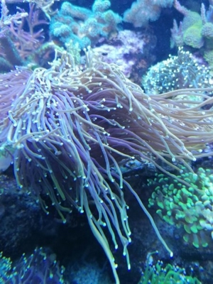 Meerwasser Korallen Euphyllia Dragon soul, black torch Bild 1