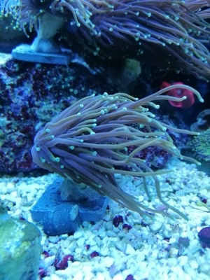 Meerwasser Korallen Euphyllia Dragon soul, black torch Bild 2