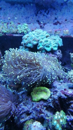 Meerwasser Korallen Euphyllia Dragon soul, black torch Bild 3