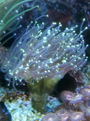 Meerwasser Korallen Euphyllia Dragon soul, black torch Bild 4