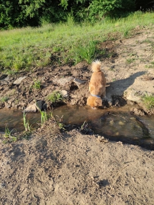 65207 Hundebetreuung in Wiesbaden-Naurod Bild 7