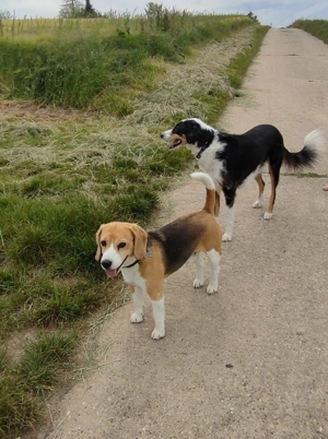 65207 Hundebetreuung in Wiesbaden-Naurod