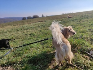 65207 Hundebetreuung in Wiesbaden-Naurod Bild 4