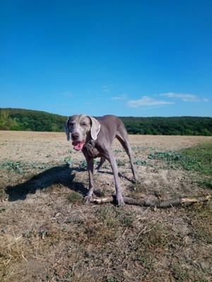 65207 Hundebetreuung in Wiesbaden-Naurod Bild 5