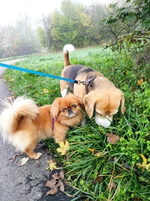 65207 Hundebetreuung in Wiesbaden-Naurod Bild 2