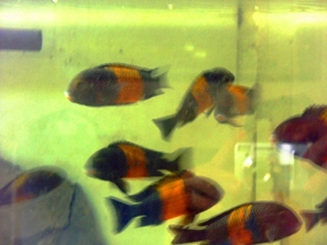 Tanganjika: Tropheus sp. black "bemba" orangered, F1