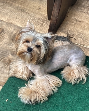 Yorkshire Terrier Mädchen