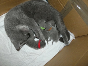 BKH Deckkater mit Stammbaum und mit Erfahrung ! ! ! Bild 2