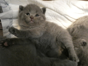 BKH Deckkater mit Stammbaum und mit Erfahrung ! ! ! Bild 4