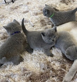 BKH Deckkater mit Stammbaum und mit Erfahrung ! ! ! Bild 3